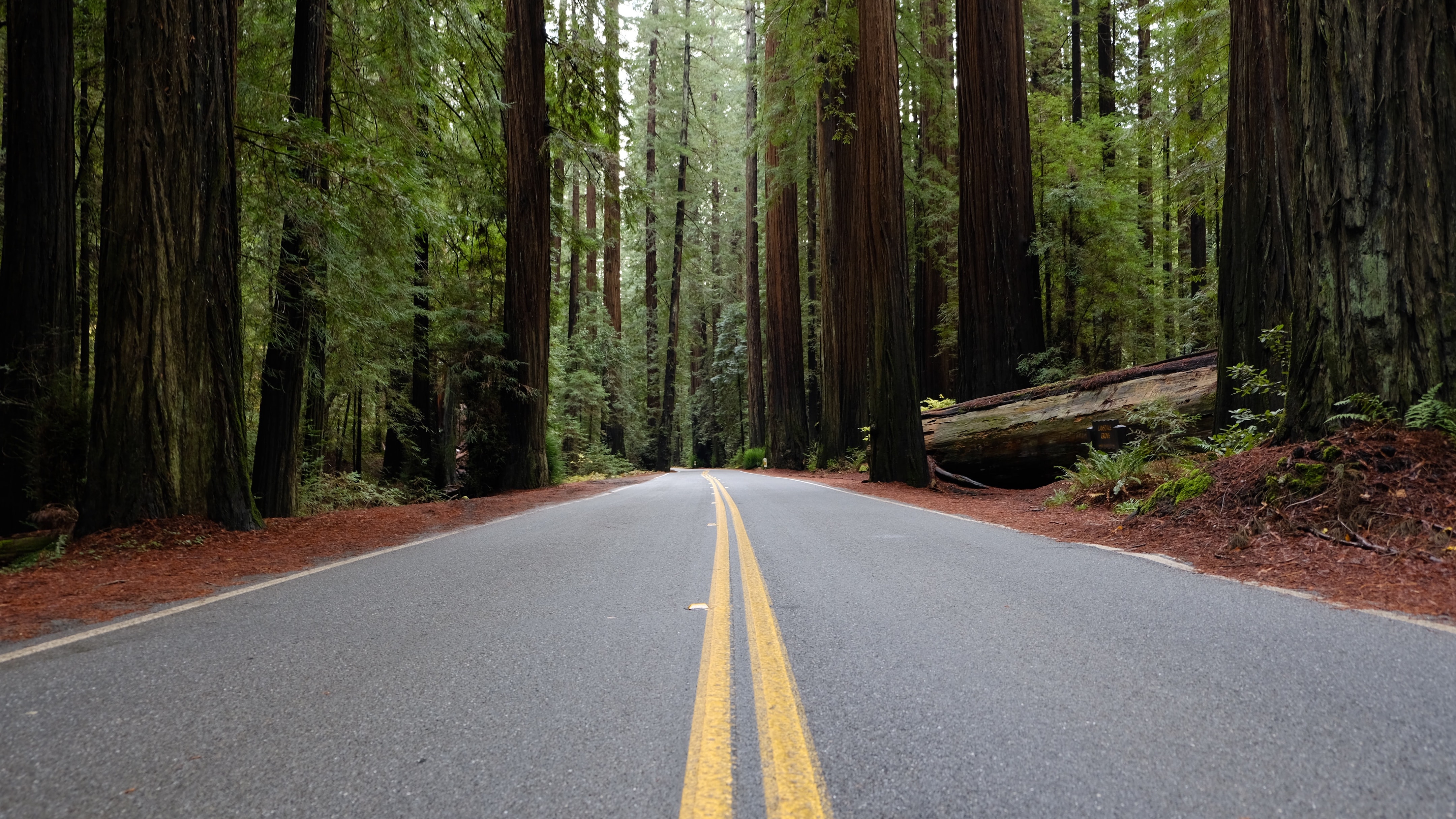 Road through redwoods